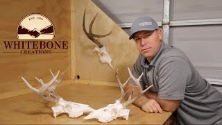 HOW TO CLEAN A WHITETAIL DEER SKULL quotGRAPHICquot [upl. by Kcinom]