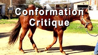 Conformation Critique For Reining amp Cutting Horses [upl. by Fiorenze946]