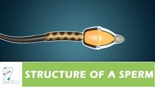 STRUCTURE OF A SPERM [upl. by Nonnahc749]