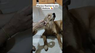 My Dogs Epic Face reaction to take medicine 🐶💊 dog dogstagram instadog doglover shorts [upl. by Seldun847]