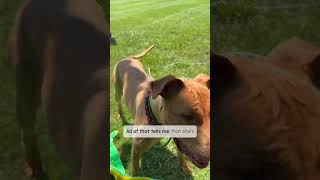 Aggression and pain in dogs  Lesson from shelter dog guarding a toy [upl. by Pitchford]