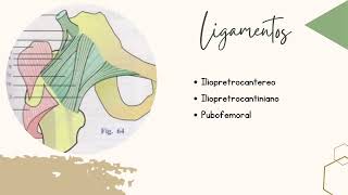 Ligamentos de la cadera en los movimientosUniversidad La Salle Noroeste [upl. by Boulanger881]
