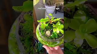 Propagation plants beautiful soillove garden soilpot propagation soiltypes farming [upl. by Ocihc]