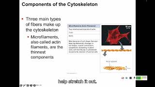 63 Cytoskeleton and Cellular Exteriors [upl. by Asiil]