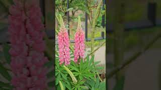 My Giant Lupine with 10 flower stalks  꽃대 10개달린 2년차 루피너스 [upl. by Lezah]