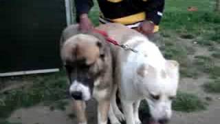 Ovcharka Albai CAO Massive Dogs Mateing [upl. by Annaihs]