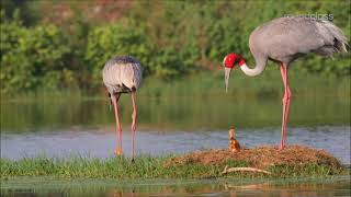 Songs of Love Sarus Cranes’ Lifelong Romance [upl. by Esirec]