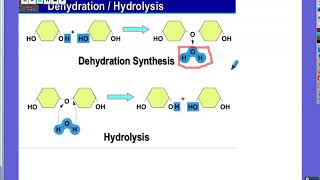 Dehydration Synthesis and Hydrolysis Explained [upl. by Antoinetta]