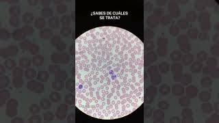 Linfocito y neutrófilos segmentados hematologia labclinico leucocitos [upl. by Philine]