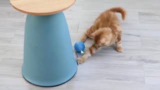 INTERACTIVE CAT BALL TOY WITH LED [upl. by Eliak332]