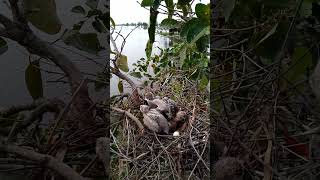 Blackwinged kite Birds nest in 3 nests birds babybird 9 [upl. by Eiramadnil]