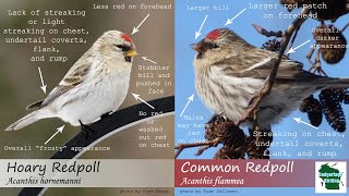 ID Tips Hoary Redpoll vs Common Redpoll [upl. by Parent93]