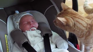 Cats Meeting Babies for the FIRST Time NEW Compilation [upl. by Phenice815]