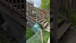 Dog hits suspended wire fence while chasing rabbit in Toronto garden [upl. by Arihsa]