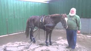 P2  Breaking your own horse to harness  retraining a horse that bolted pulling a tyre [upl. by Annatnas808]