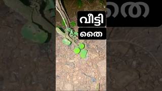 വീട്ടി • Dalbergia latifolia [upl. by Nohsram]