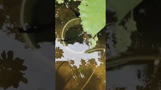 Anjola tank Lotus fish  anjola lotus fish shotrs shotsvideo viralvideo [upl. by Michelina831]