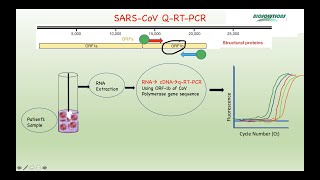 PCR APPLICATIONS PART IIDISEASE DIAGNOSIS GENOTYPING GENETIC TESTING FORENSICS AGRICULTURE 2021 [upl. by Yrrej]