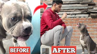 How To Easily Control Your DogPitbull Aggression  Only 3 Tips  Delhiite pitbull [upl. by Resiak]