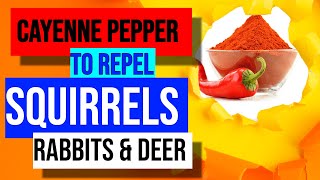 Cayenne Pepper To Repel Squirrels Rabbits And Deer [upl. by Saval]