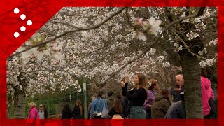 Roma primi ciliegi in fiore al laghetto dellEur i romani si godono lo spettacolo a Pasquetta [upl. by Hsinam95]