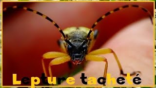 Rutpela maculata  Poda 1761  Cerambycidae  Lepture tacheté jaune et noir  082016 [upl. by Ahselef]