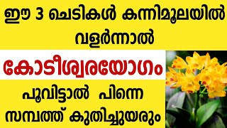 കന്നിമൂലയിൽ ഈ 3 ചെടികൾ ഇങ്ങനെ വളർത്തിയാൽ കോടീശ്വരയോഗം Astrology malayalam [upl. by Dorolice]