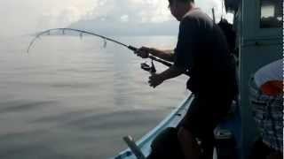 malaysia tioman island fishing get mad [upl. by Suoirtemed402]