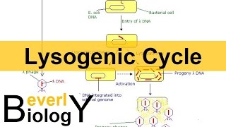 Lysogenic Cycle [upl. by Hekker268]