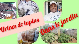 Regardez comment jai utilisé les urines de lapins dans ce jardin des tomates engraispesticides [upl. by Dimitris900]