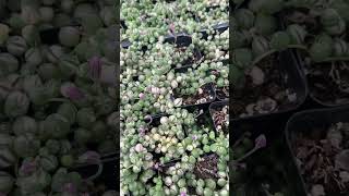 String of pearls varigated foryou succulent garden gardening [upl. by Haroppizt559]