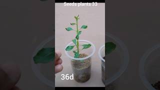 How to grow almond tree form seeds 50 days seeds tree plants [upl. by Angeline569]