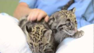 Clouded Leopard cubs play at Point Defiance Zoo amp Aquarium [upl. by Remat111]