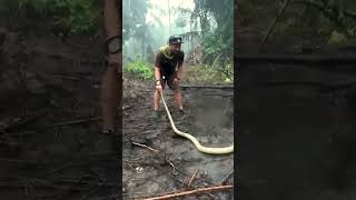 THE KALIMANTAN KING COBRA IS MORE AGGRESSIVE AND DEADLY‼️ [upl. by Emyam280]