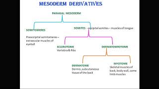 mesoderm derivatives [upl. by Vivian776]