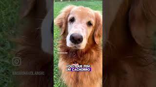 Não existe nada melhor do que um cachorro Você concorda💜 cachorro goldenretriever marcosmignon [upl. by Eillim]