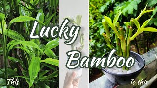 How to make your own lucky bambooLucky bamboo from plant to potDracaena sanderiana [upl. by Sirron]