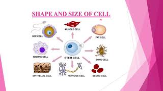 Cell shape  size and structure of Cell by GUNJAN [upl. by Ujawernalo]