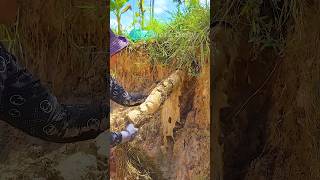 Drain Pipe Clearing Unclogging Blocked Drains clogged satisfying unclog shorts video [upl. by Otxis]