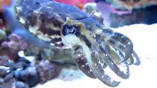 Male Cuttlefish Displays Color Change [upl. by Irpak301]