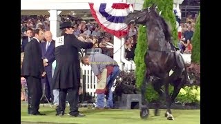 quotBIG LICKquot TN WALKING HORSE PITCHES FIT AT TENNESSEE WALKING HORSE CELEBRATION  SEP 1 2018 [upl. by Edelstein967]