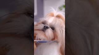 First time grooming  Shihtzu grooming shihtzulove shihtzu shihtzugrooming grooming shortsfeed [upl. by Tjaden227]