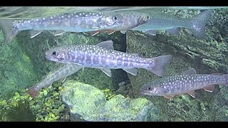 Shinagawa AquariumPublic Tokyo Japan 品川区立水族館 ニッコウイワナ char Salvelinus leucomaenis japonicus [upl. by Ahtnama]