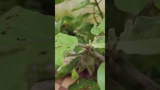 Krishibrinjal krishidarshan karshakasree karshakavanshorts youtubeshorthappiness nature [upl. by Garlan]