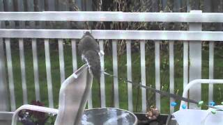 Squirrel eats chocolate egg wave machine [upl. by Okeim211]