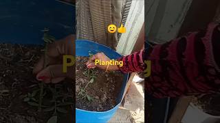 Plants propagation ideagardening planting gardeingtips propagation homegarding ytshorts [upl. by Mailiw]