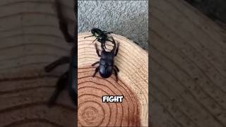 The Rainbow Stag Beetle  Fighting For A Mate 😨 [upl. by Brenza]