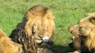 Huge Male Lions  Londolozi Private Game Reserve  South Africa [upl. by Ioyal]