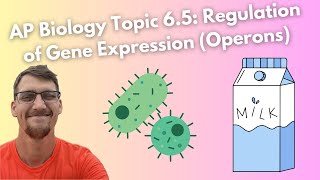 65 Regulation of Gene Expression Operons  AP Biology [upl. by Sremmus]