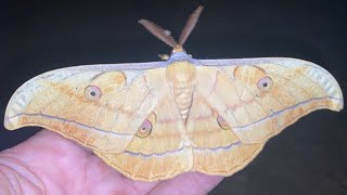 Antheraea Yamamai 참나무산누에나방 [upl. by Atekram22]